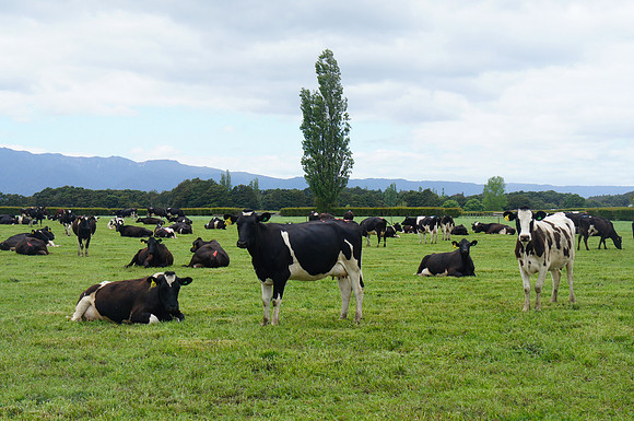 Driving from Auckland to Taupo