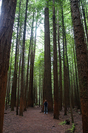 Redwood in Rotorua
