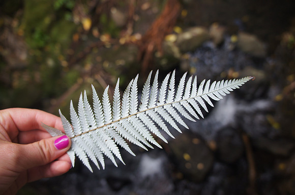 Silver fern