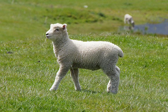 Sheep on green fields