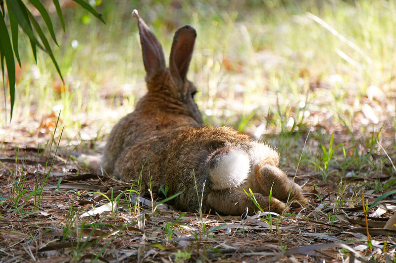 We also came across a bunny