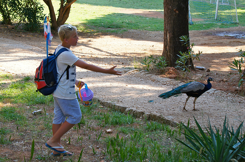 Peacocks were everywhere and not scared of people