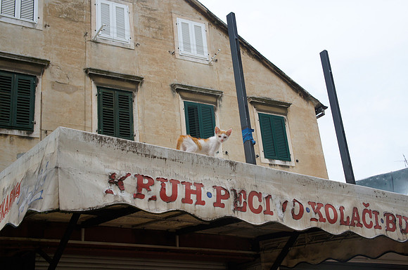 Kitty on the roof