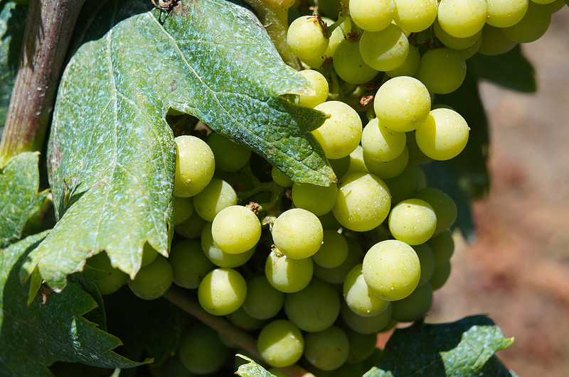 Grapes