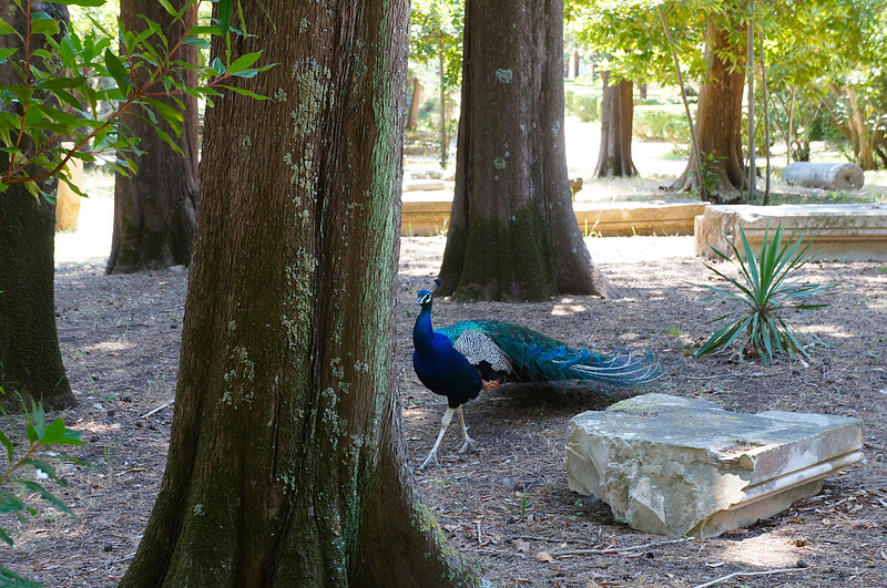 Peacocks on Lokrum Island