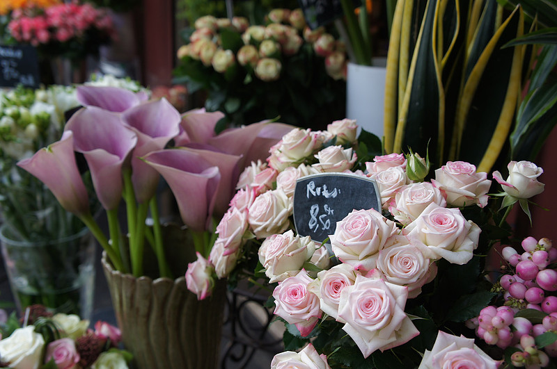 Roses in Paris, France