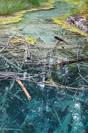 Redwood in Rotorua