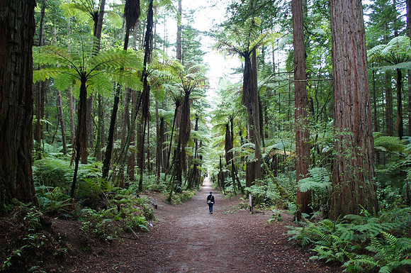 Redwood in Rotorua