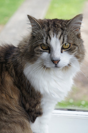 Peblo