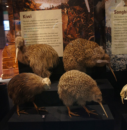 Museum of New Zealand Te Papa Tongarewa, Wellington