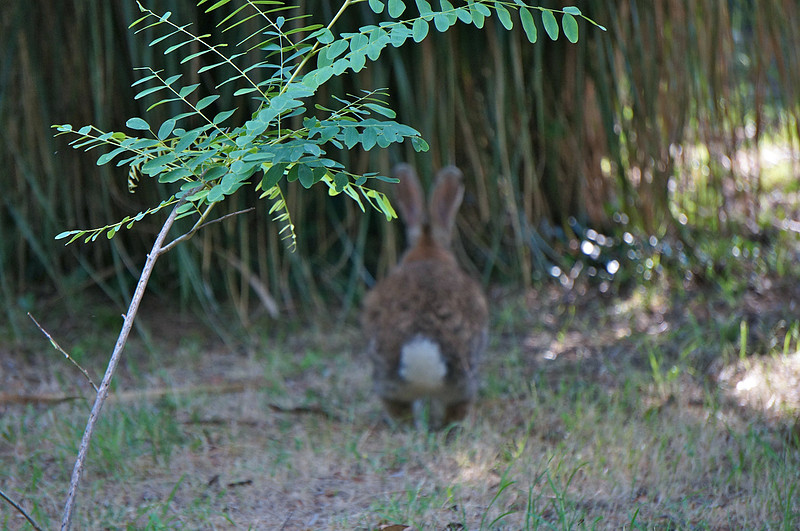 He was a bit camera shy and quickly hopped away