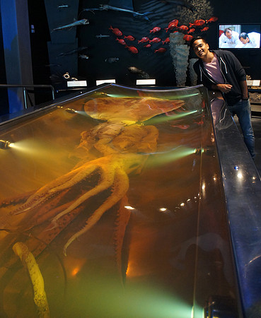 Museum of New Zealand Te Papa Tongarewa, Wellington