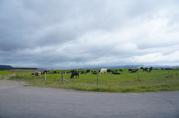 Green fields near Taupo