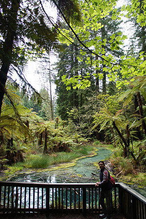 Redwood in Rotorua