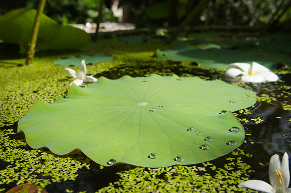 Hotel grounds