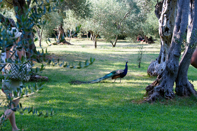Majestic peacock