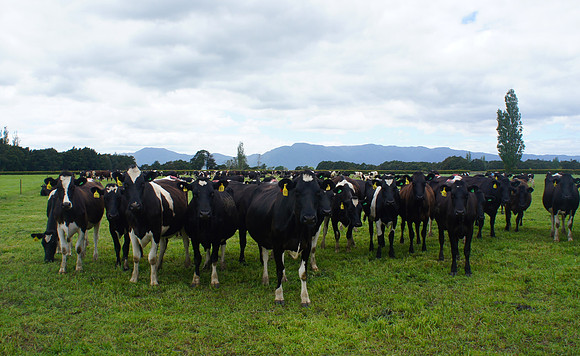 Driving from Auckland to Taupo
