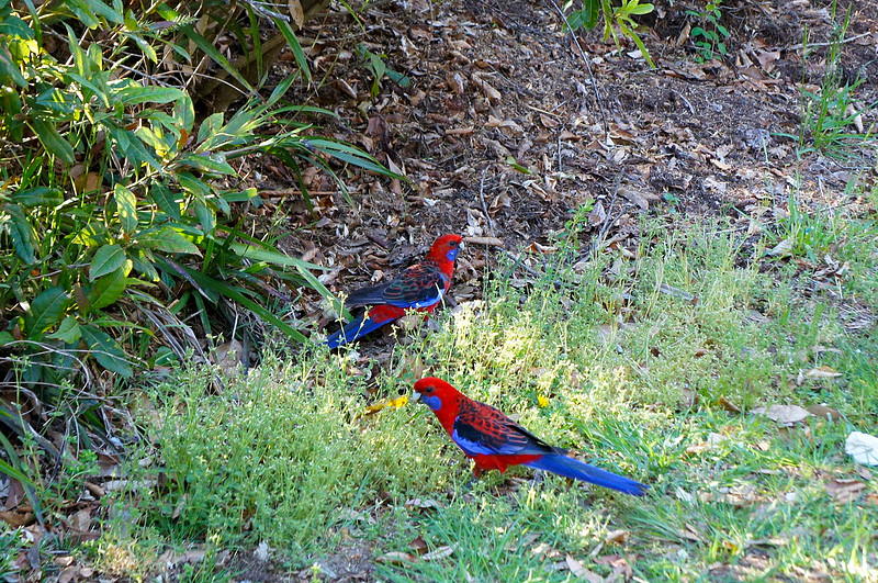 Blue and red birds, Blue Mountains, Australia