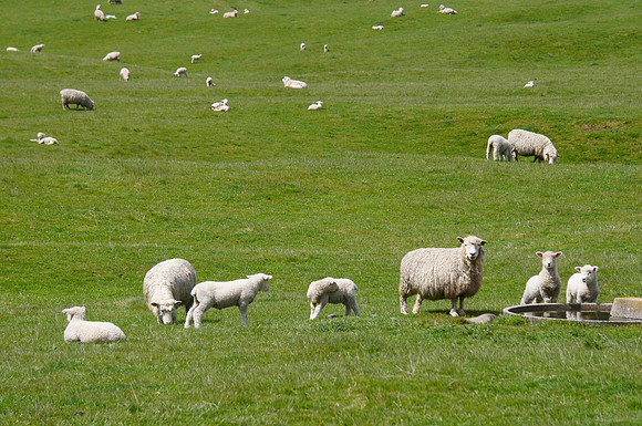 Sheep on green fields