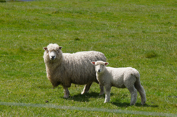 Sheep on green fields